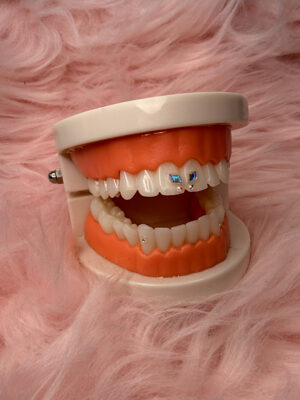 Modelo Anatómico Dental